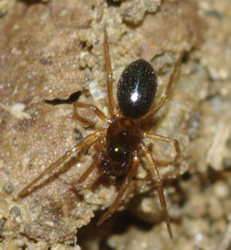 Maschio di Linyphiidae Erigoninae - Rende (CS)